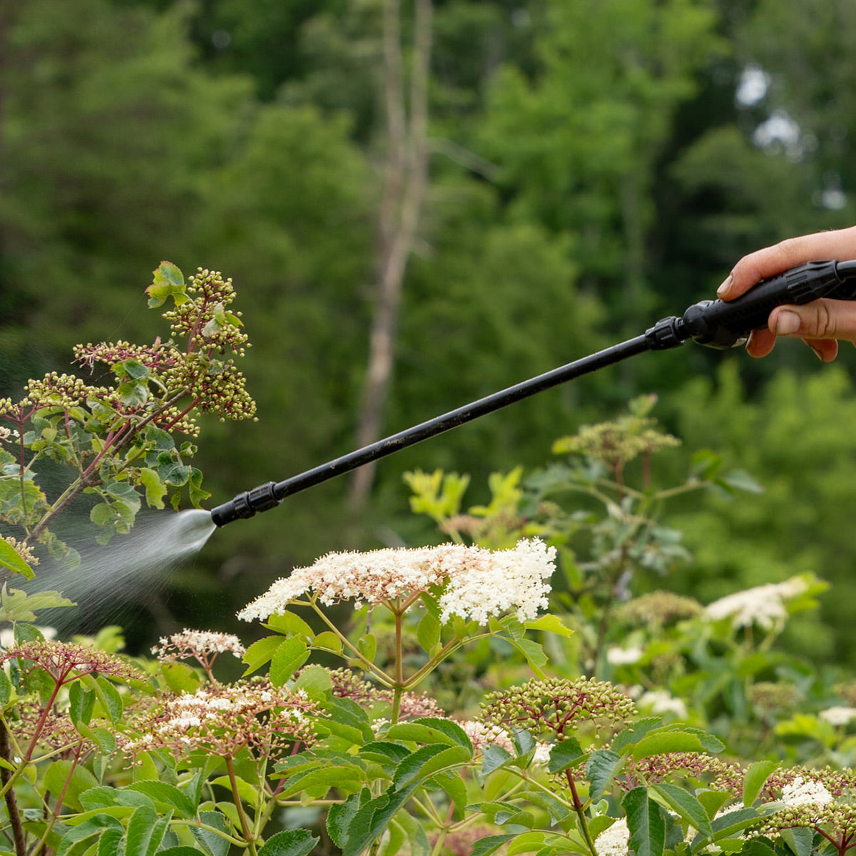 Compost Tea